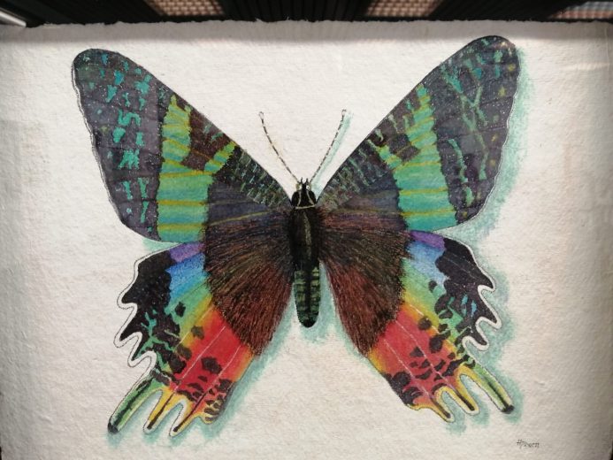 Schmetterling von Hans Siebenborn